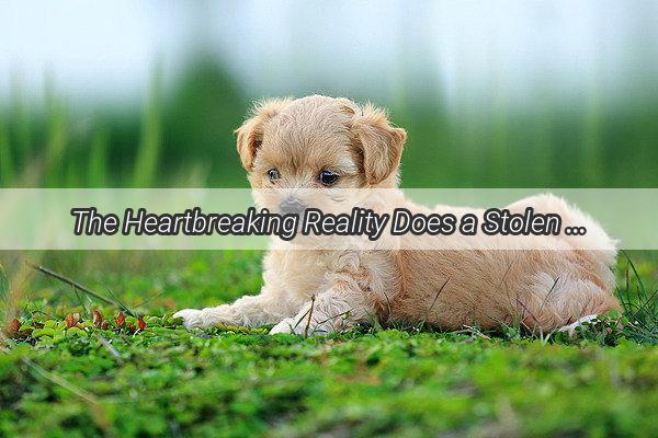 The Heartbreaking Reality Does a Stolen Dog Really Face Death Why the Fear Persists